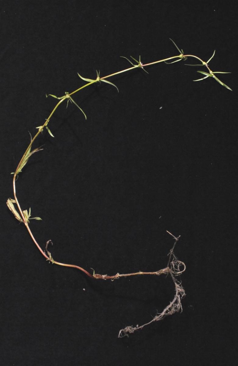 Spermacoce (False Buttonweeds)