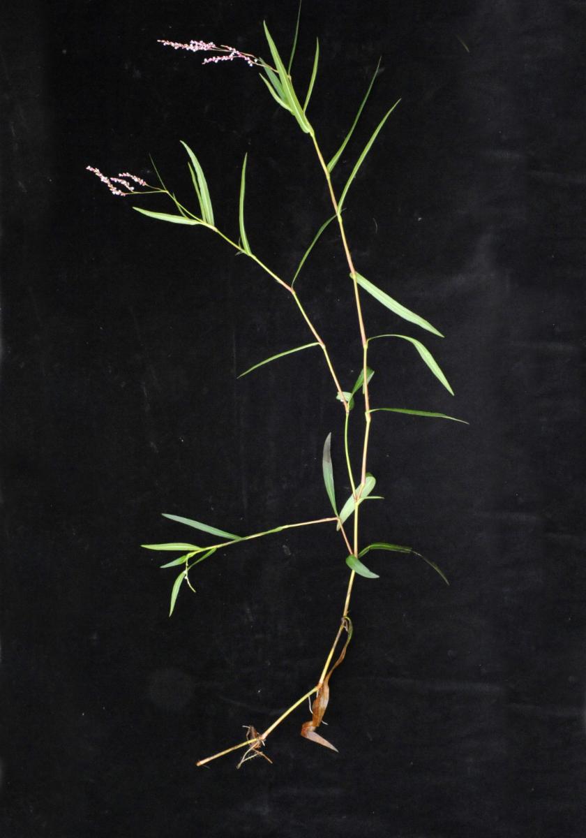 Persicaria decipiens (slender knotweed) (alternate view 12)