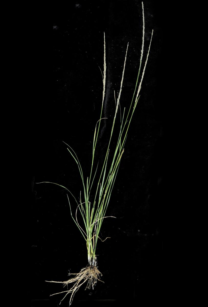 Sporobolus (dropseeds, cordgrasses, and sandreeds)