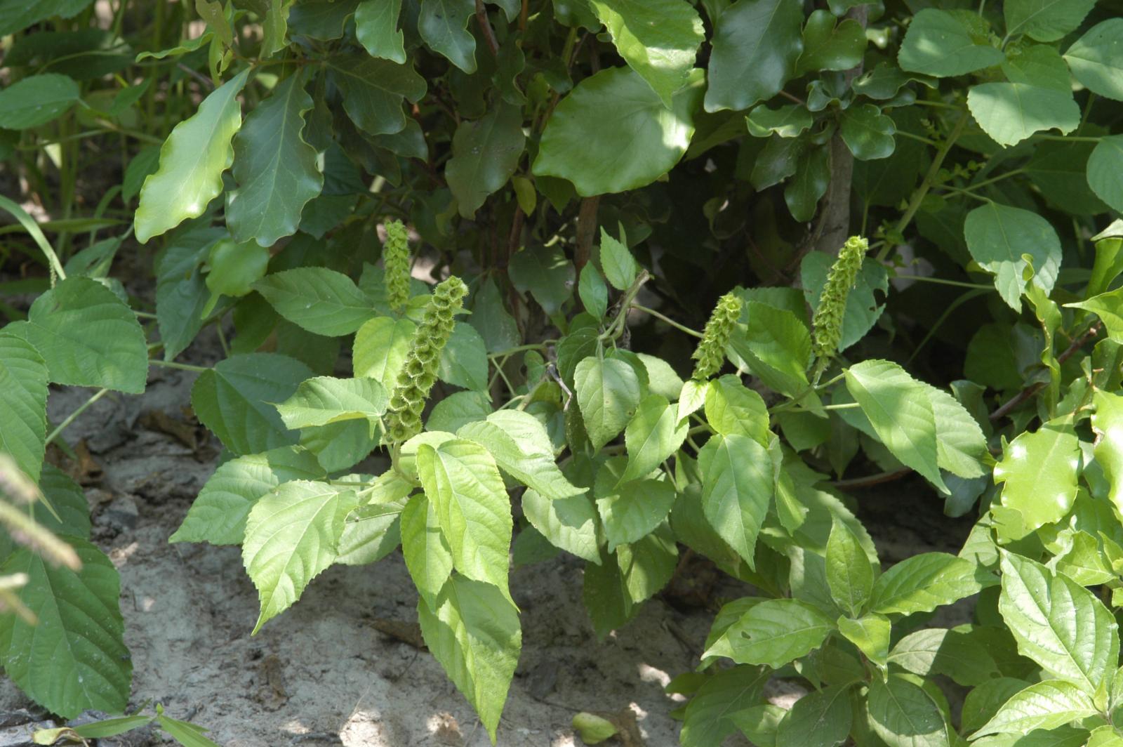 Acalypha (three-seeded mercuries) (alternate view 2)