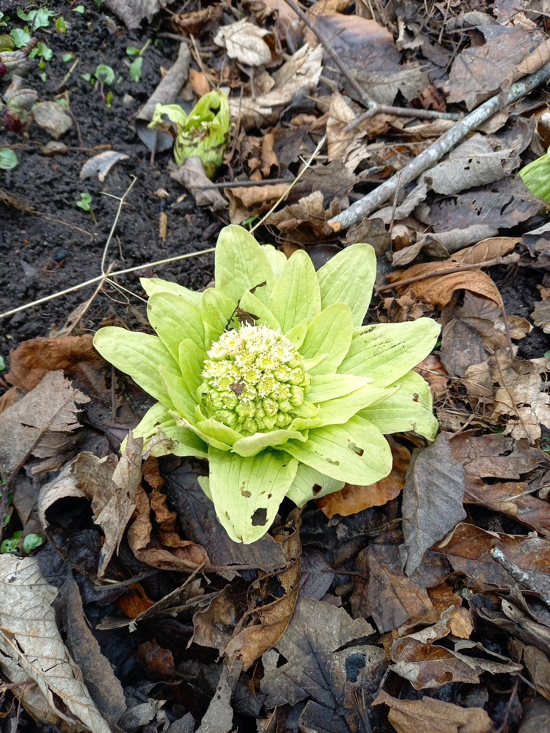 Petasites japonicus (fuki,butterburr) (alternate view 12)