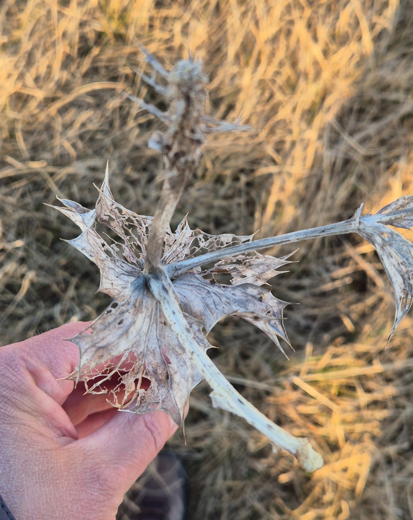 Eryngium maritimum (Sea Holly) (alternate view 11)