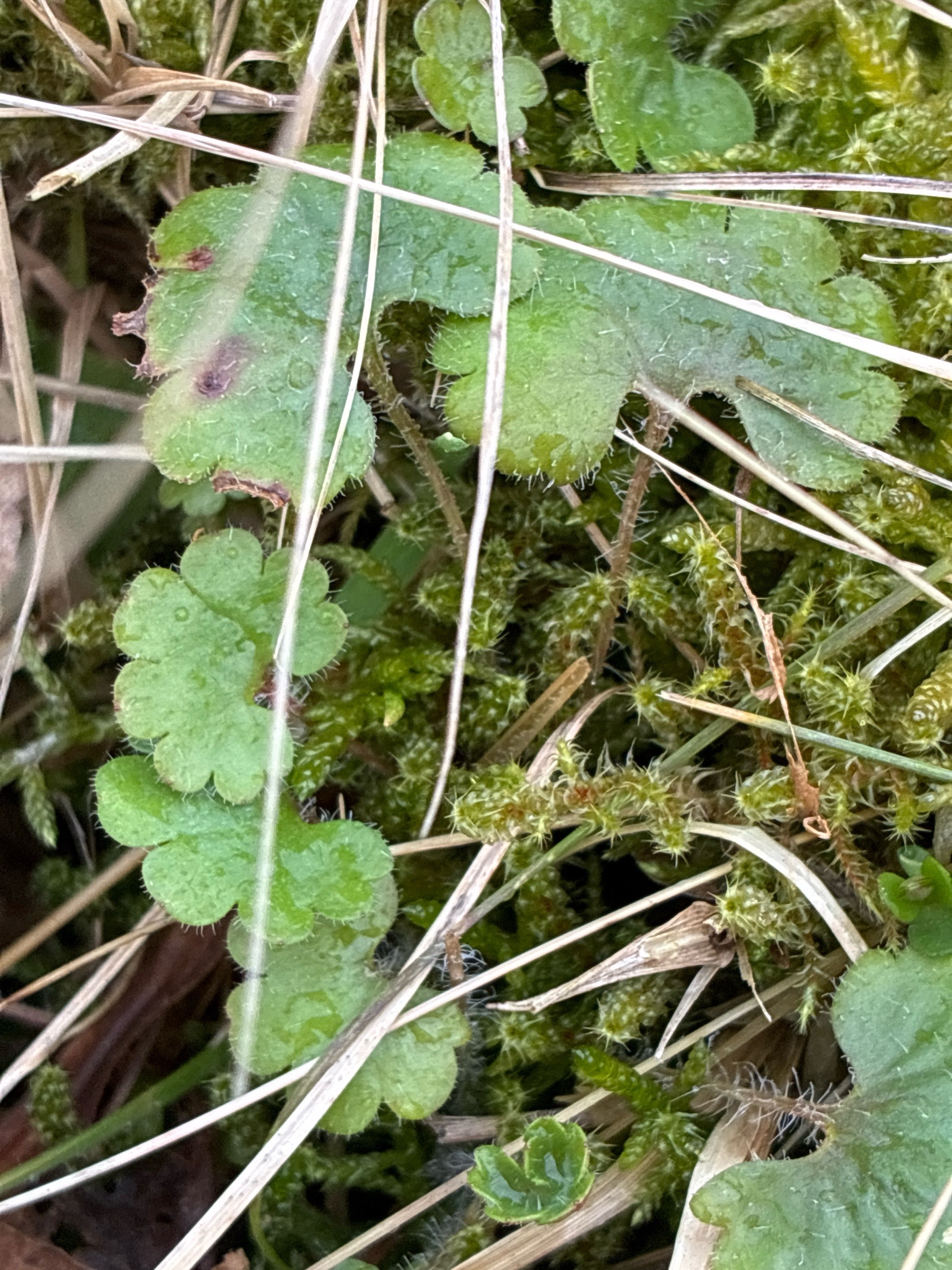 Saxifraga granulata (Meadow Saxifrage) (alternate view 13)