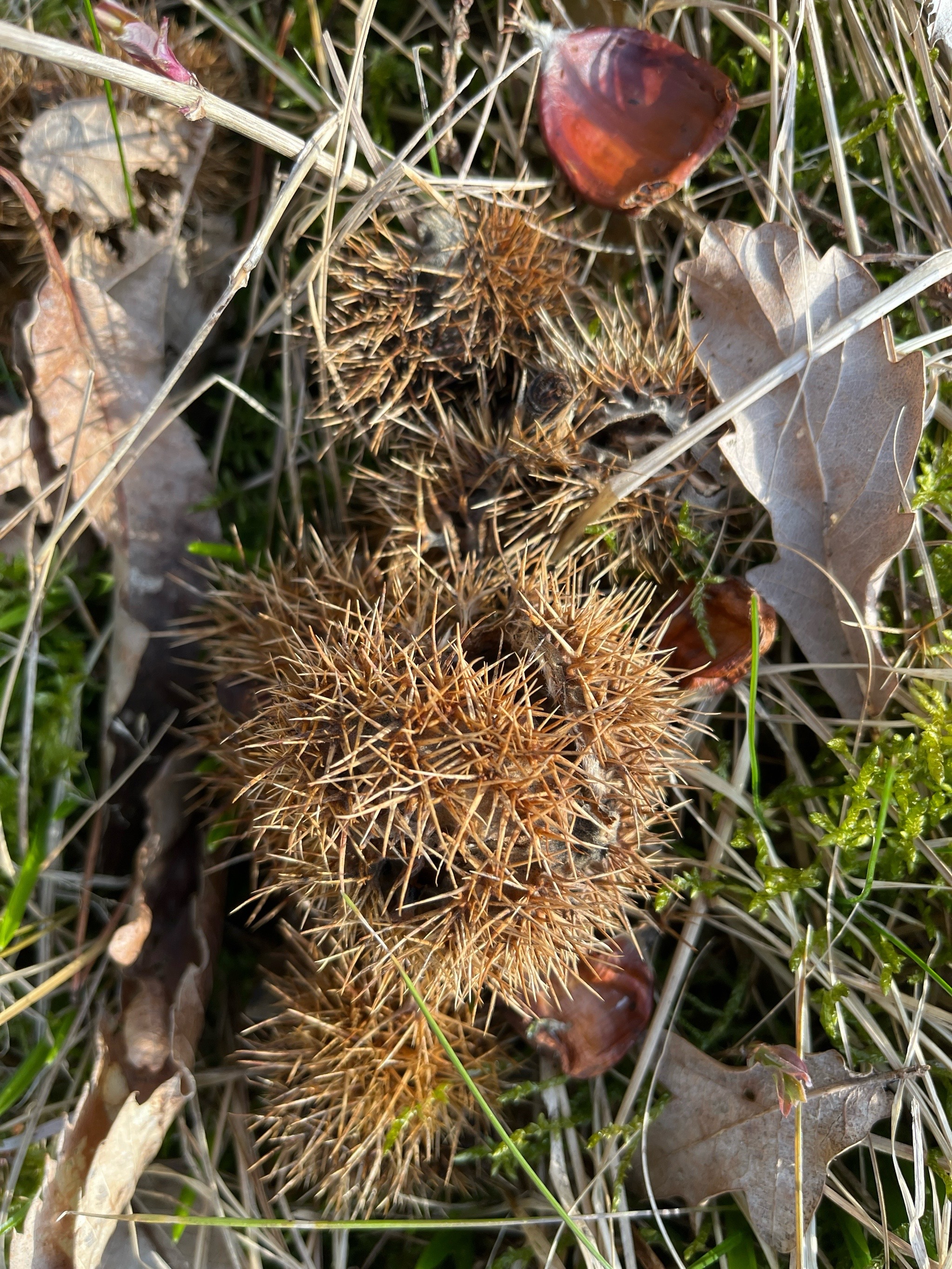 Castanea sativa (Sweet Chestnut) (alternate view 12)