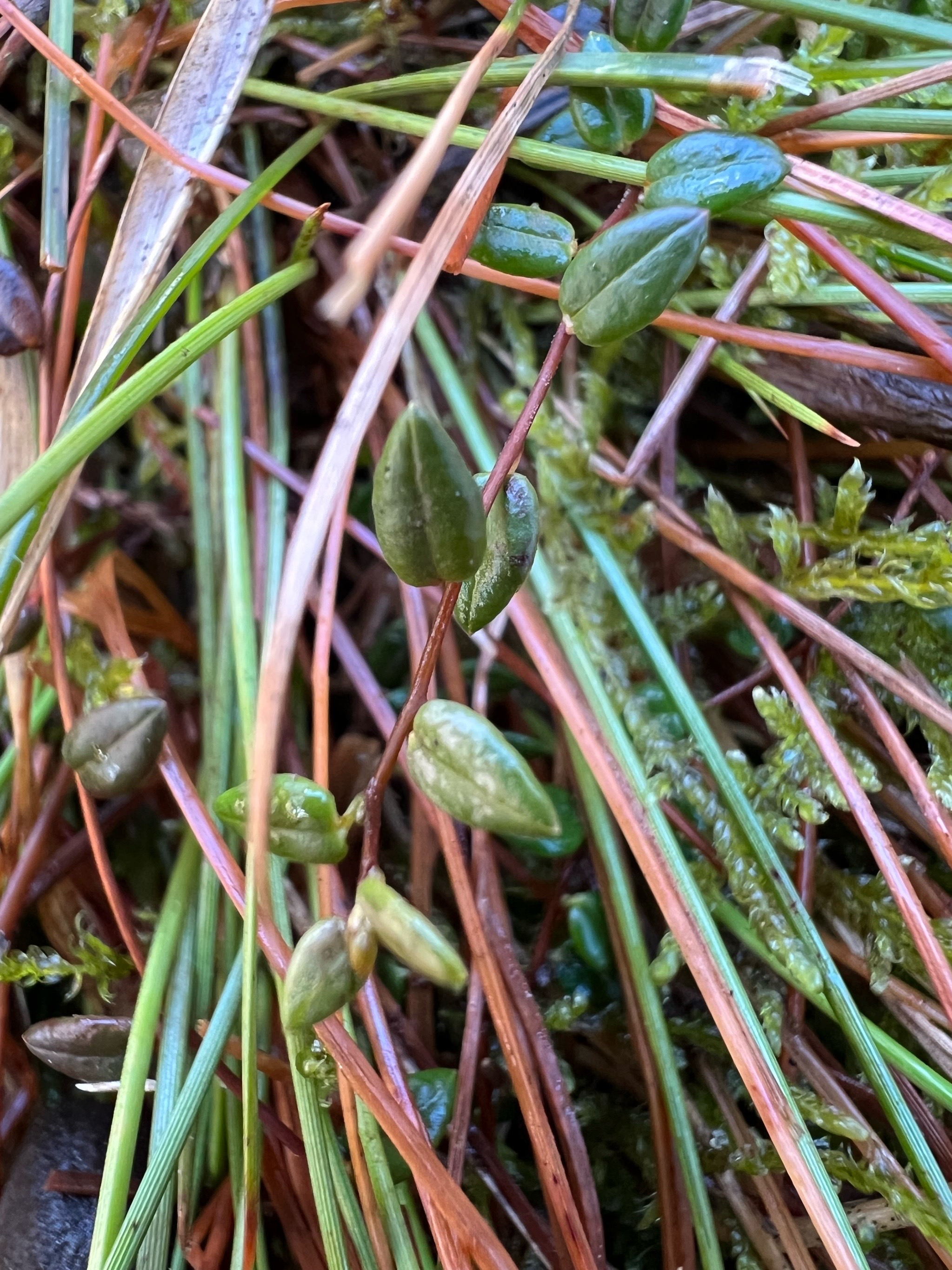 Vaccinium oxycoccos (bog cranberry) (alternate view 11)