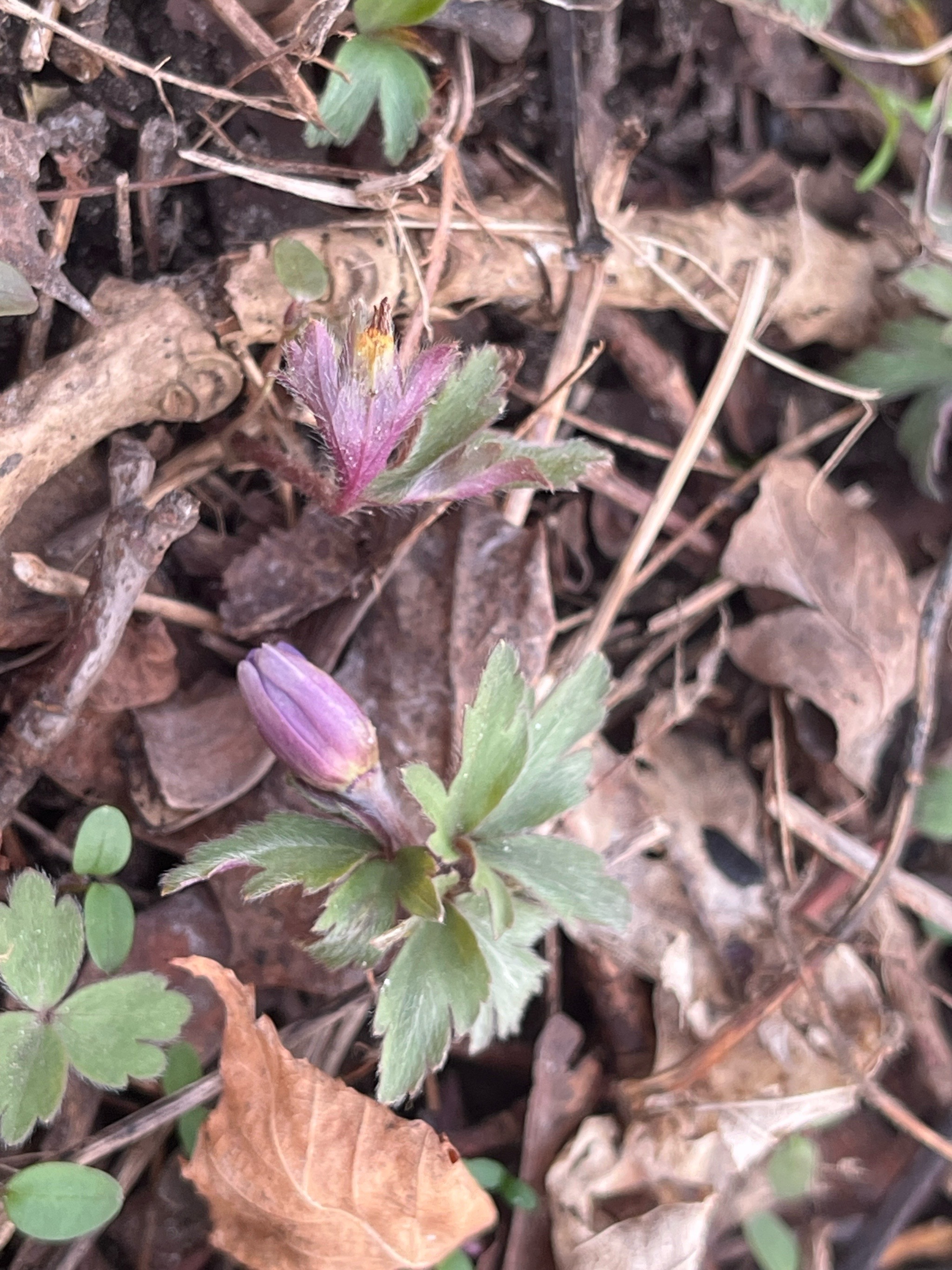 Anemonoides blanda (Greek Anemone) (alternate view 8)