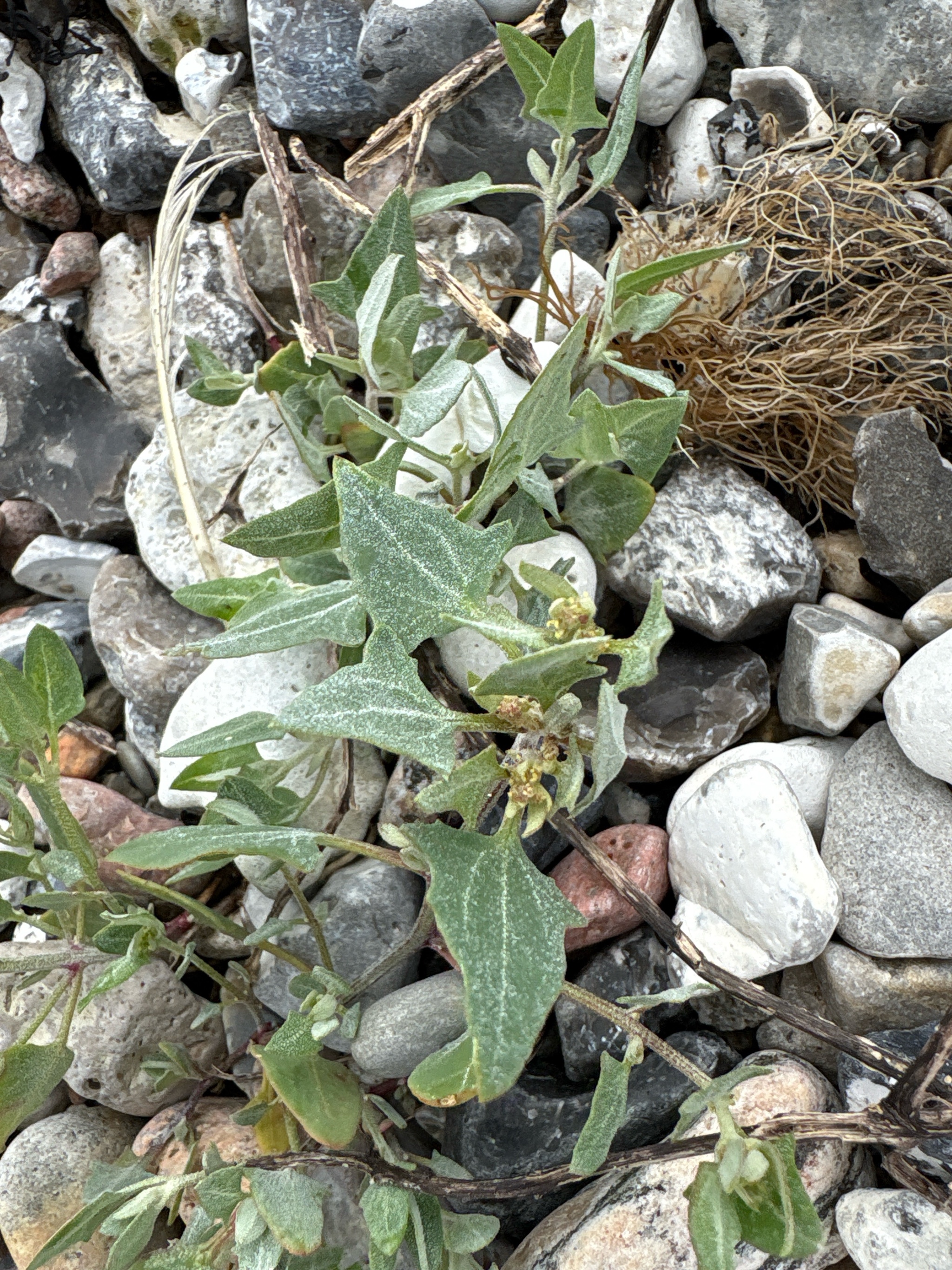 Atriplex laciniata (Frosted Orache) (alternate view 12)