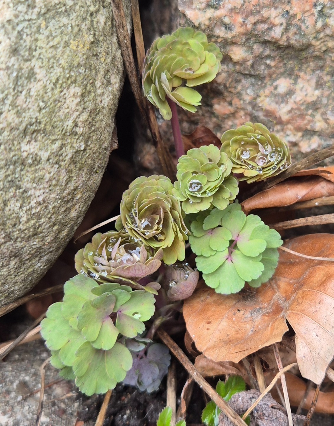 Aquilegia (columbines) (alternate view 2)