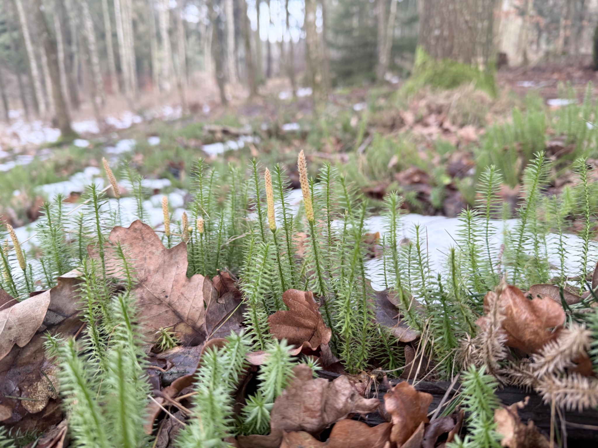 Spinulum annotinum (interrupted clubmoss) (alternate view 6)