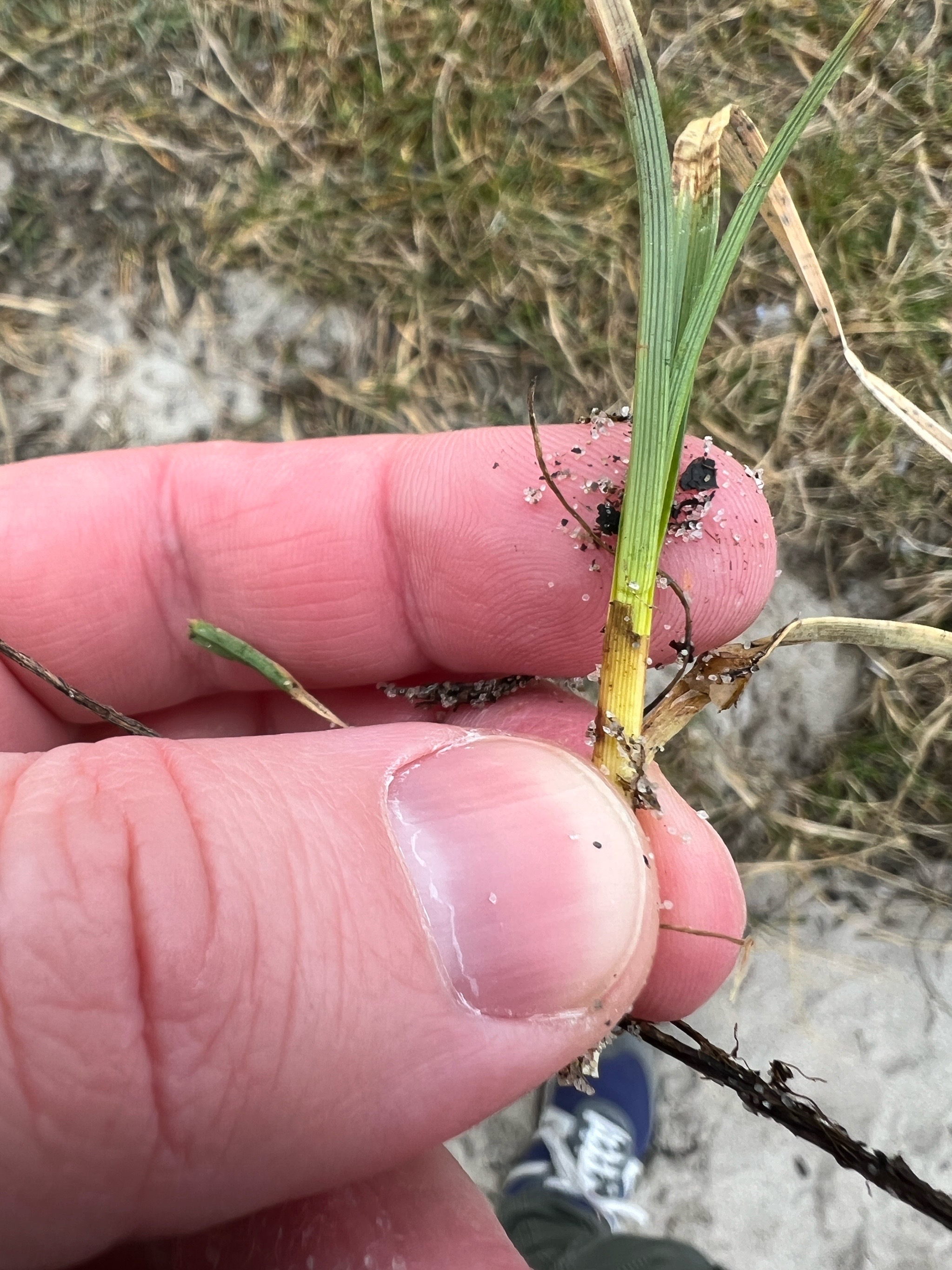 Carex arenaria (sand sedge) (alternate view 11)