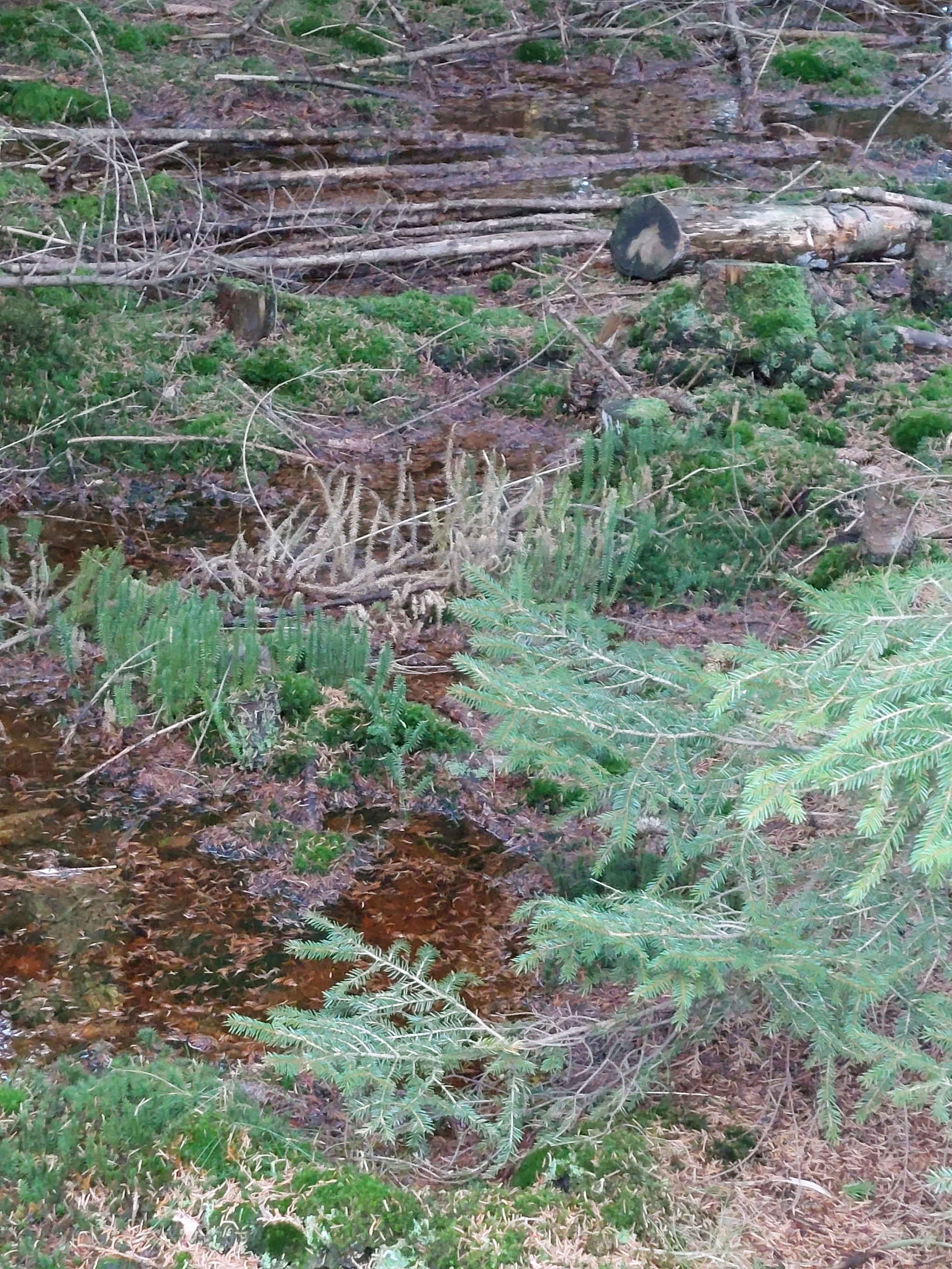 Spinulum annotinum (interrupted clubmoss) (alternate view 7)