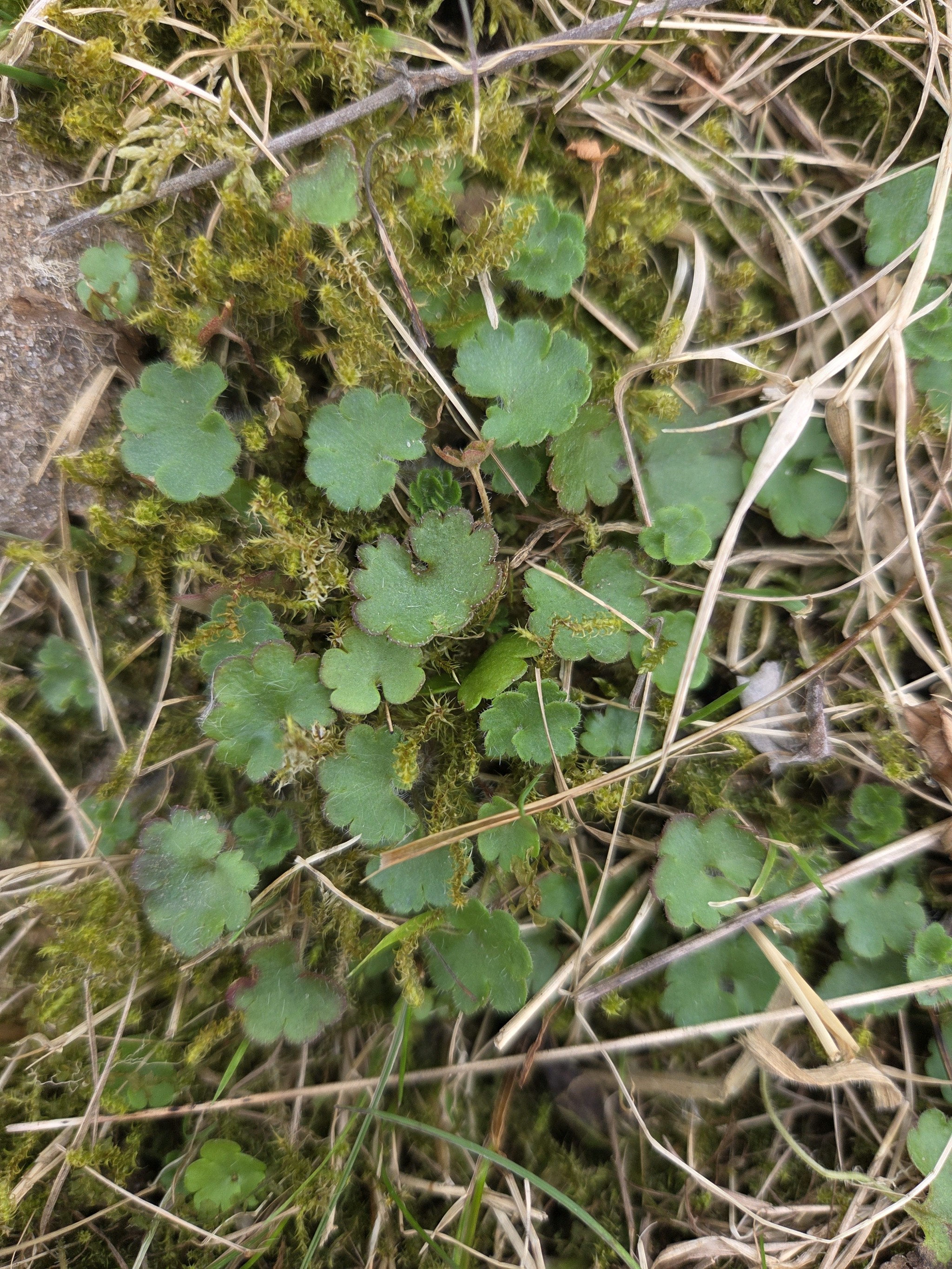 Saxifraga granulata (Meadow Saxifrage) (alternate view 14)