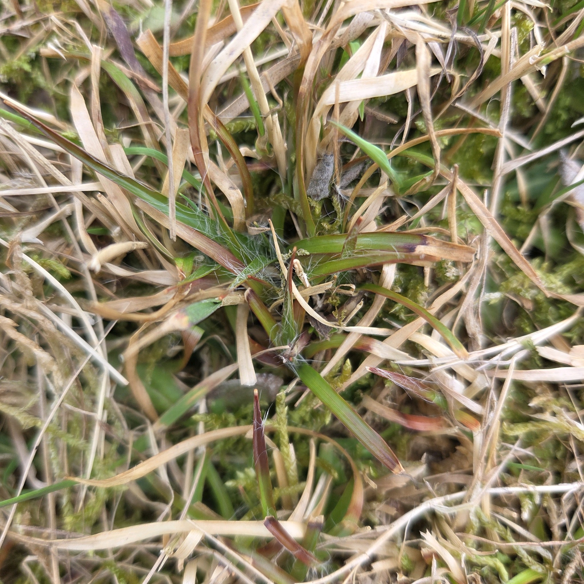 Luzula campestris (Field woodrush) (alternate view 14)