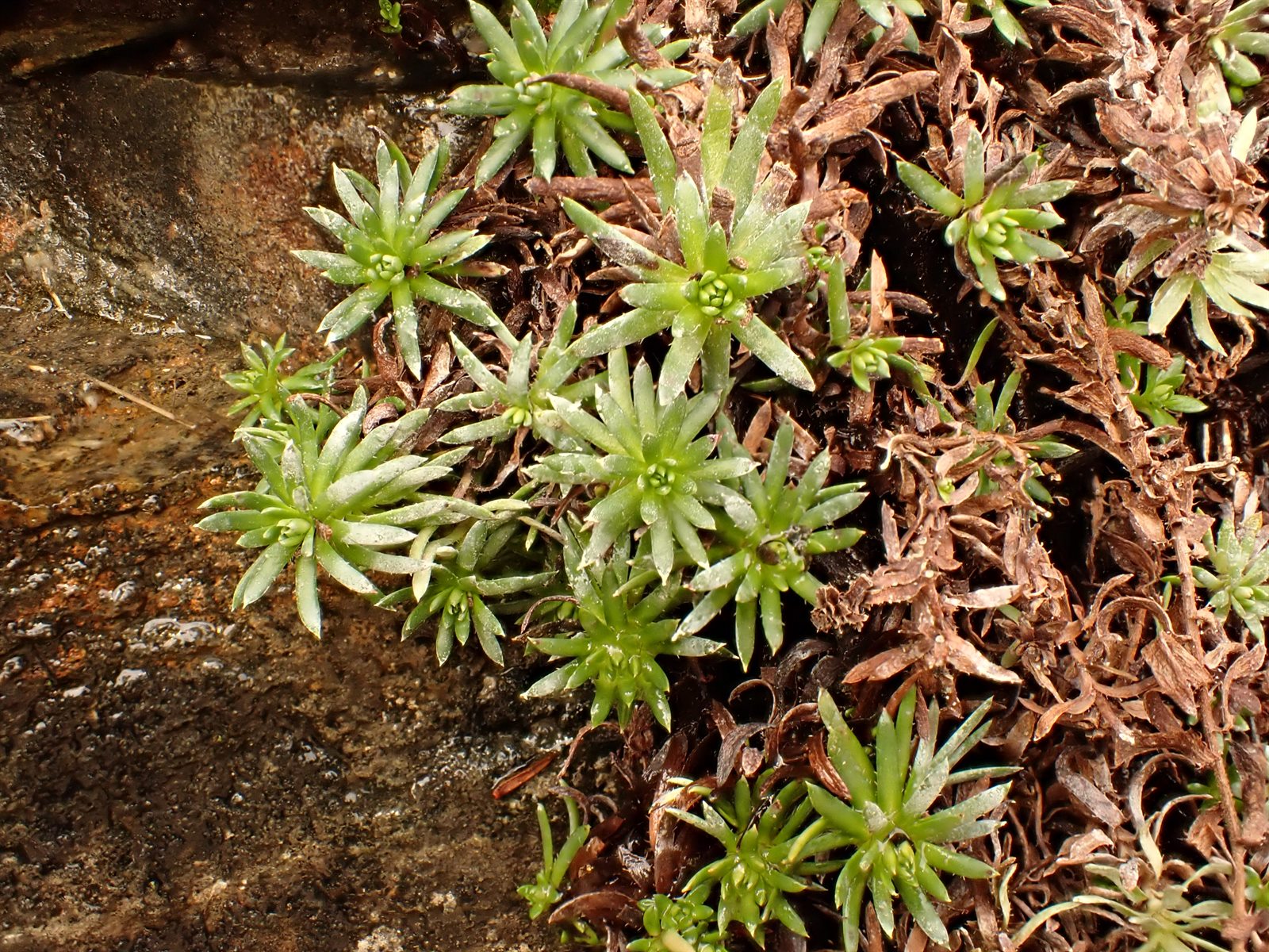 Saxifraga aizoides (Yellow Saxifrage) (alternate view 13)