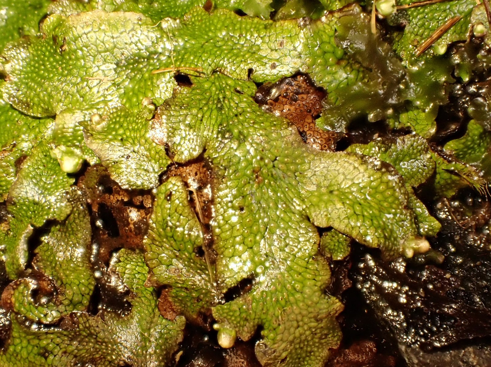 Conocephalum (snakeworts)