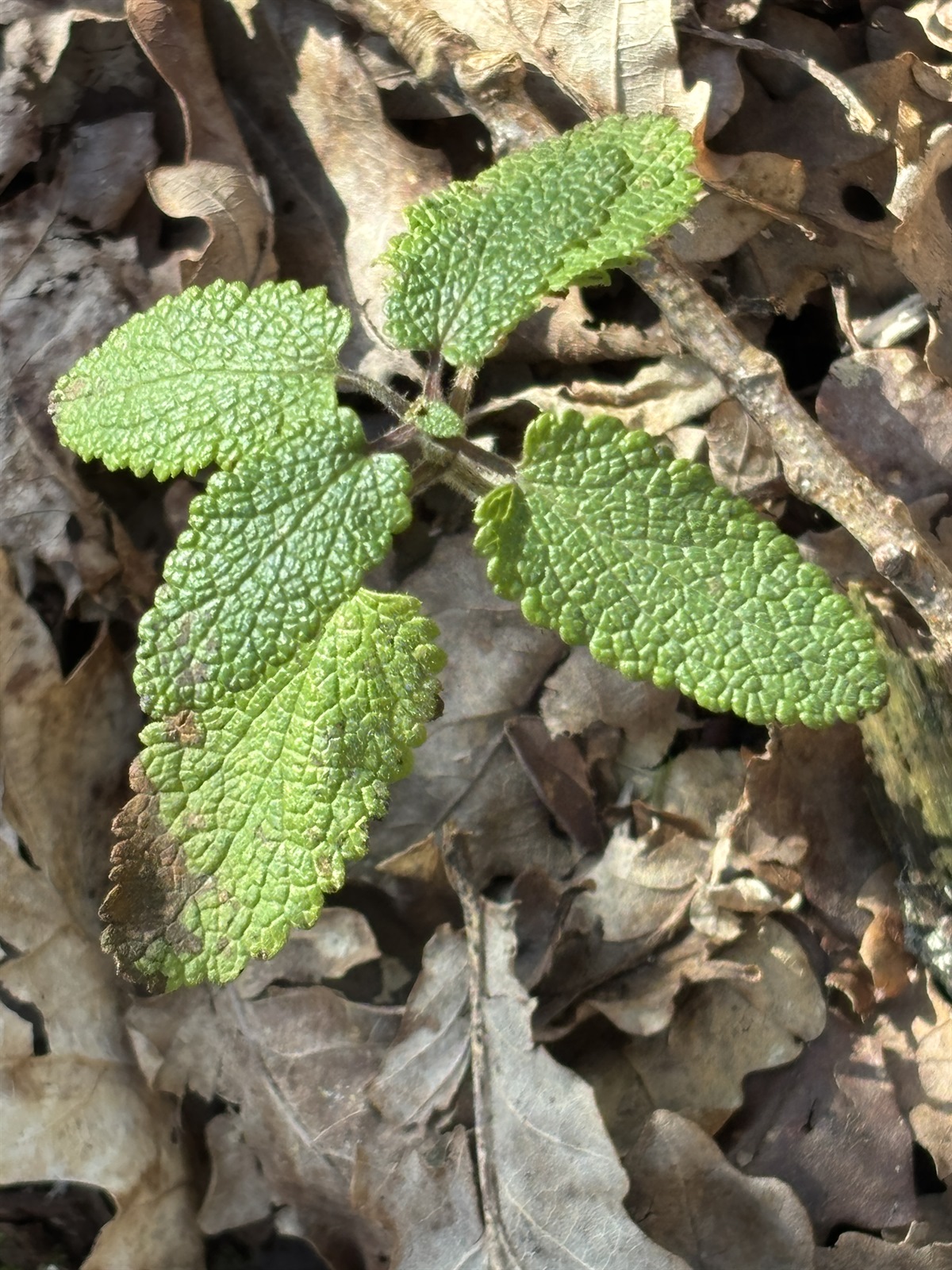 Teucrium scorodonia (woodland germander) (alternate view 14)