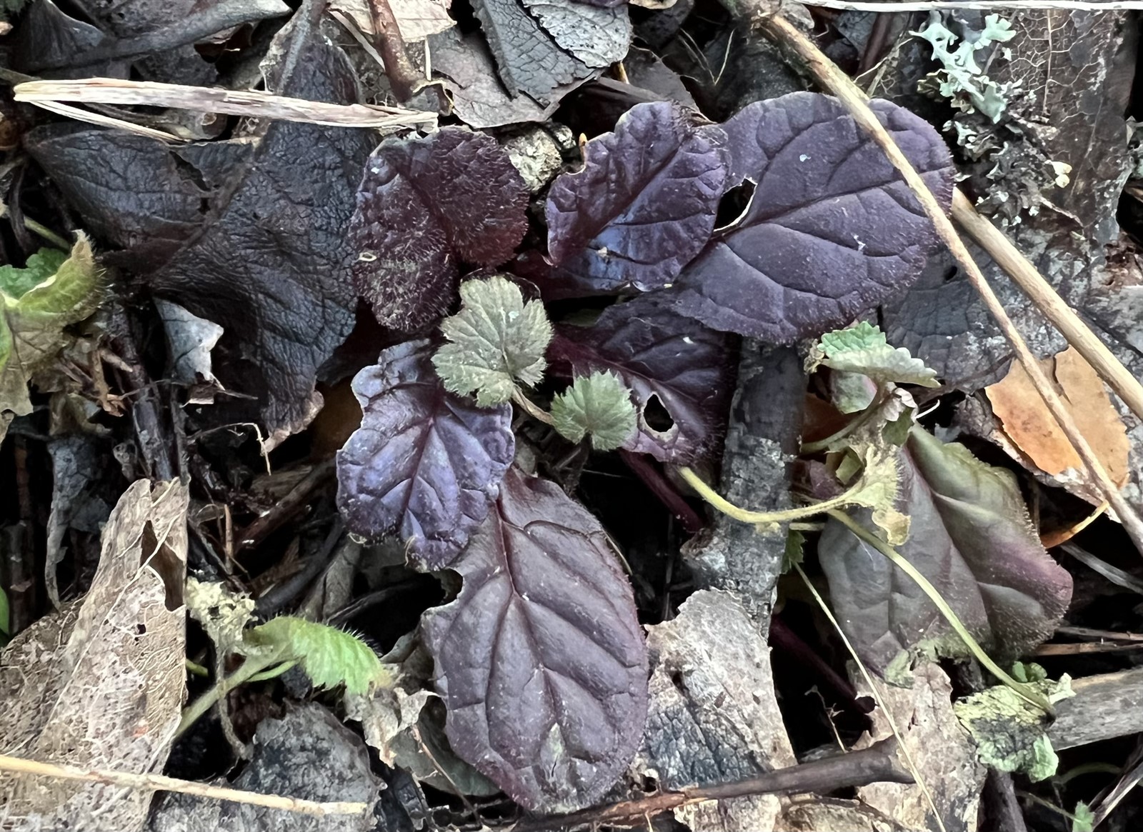 Ajuga reptans (creeping bugleweed) (alternate view 2)