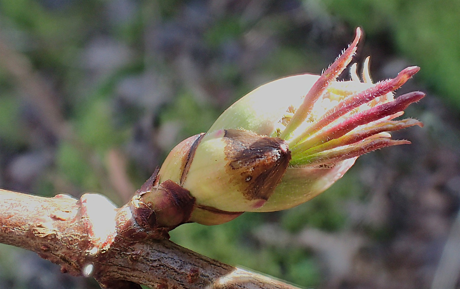 Sambucus racemosa (red elderberry) (alternate view 14)