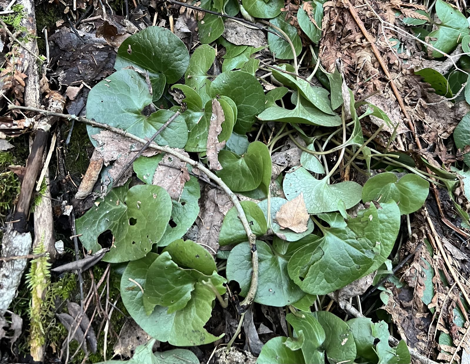 Asarum europaeum (European Wild Ginger) (alternate view 10)