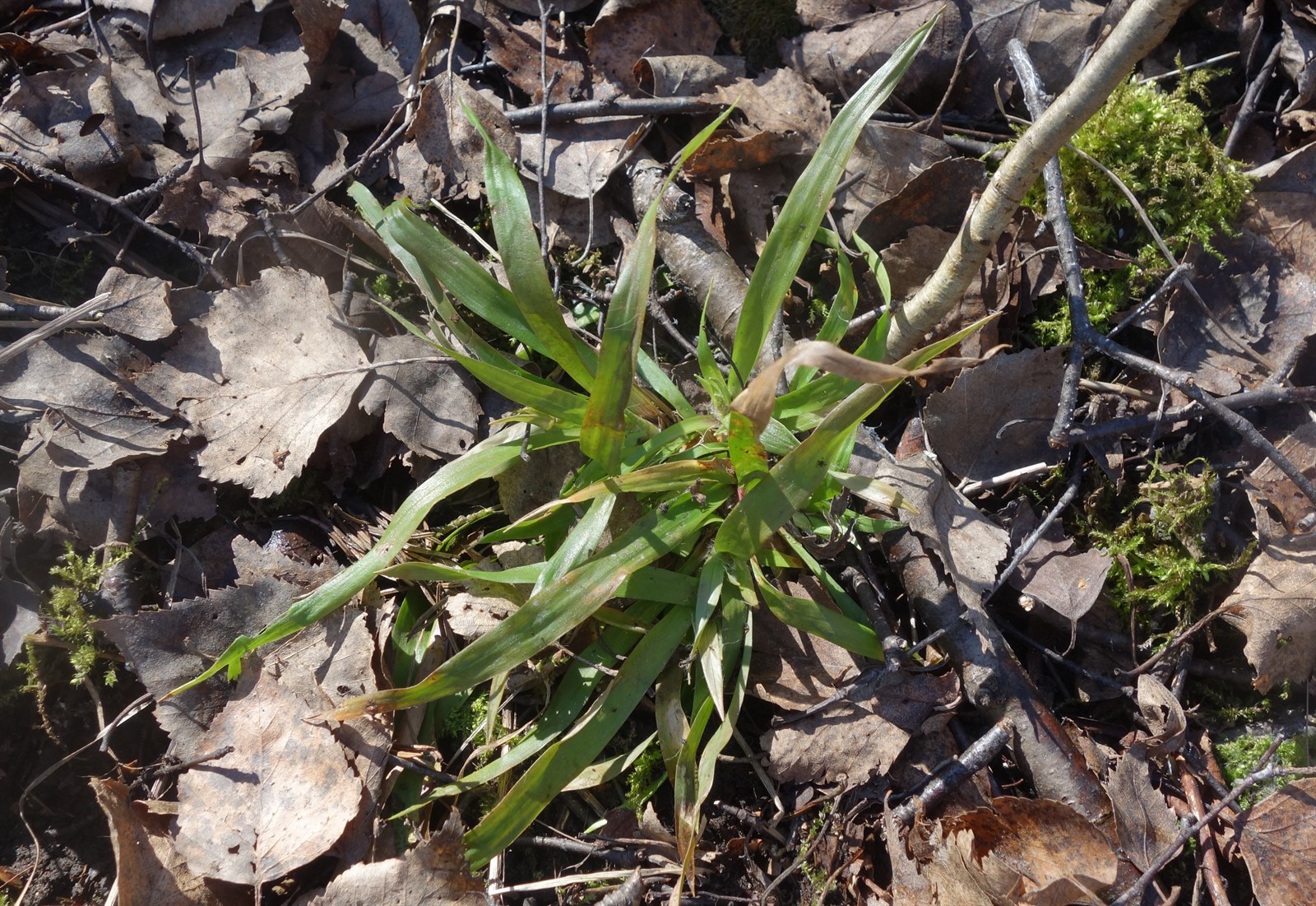 Luzula pilosa (Hairy Woodrush) (alternate view 8)