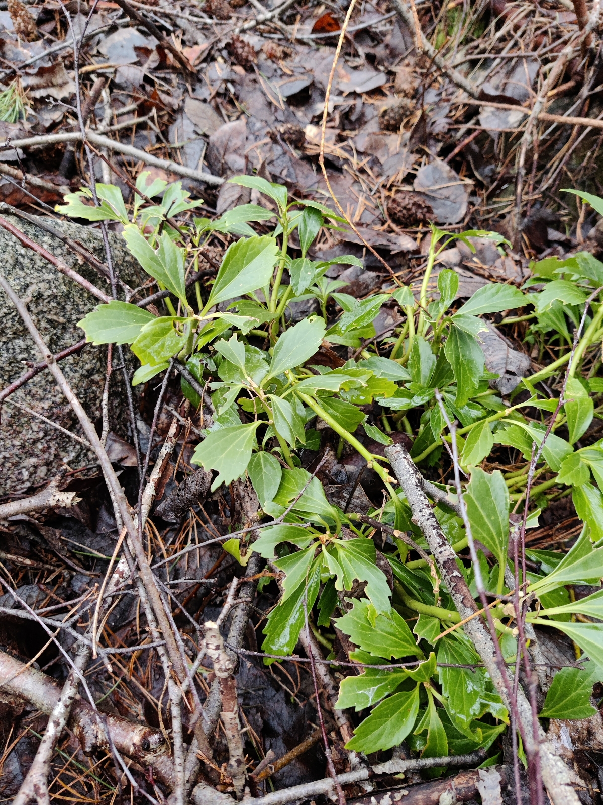 Pachysandra terminalis (Japanese spurge) (alternate view 3)