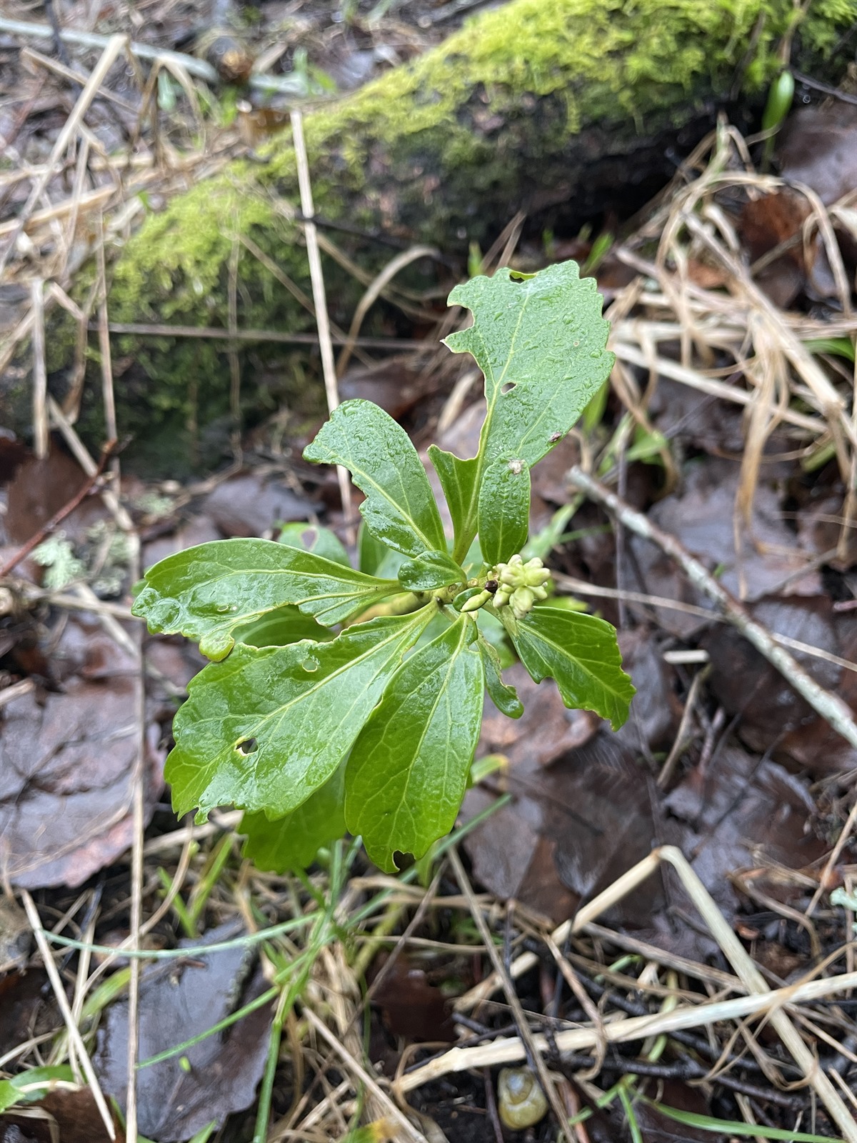 Pachysandra terminalis (Japanese spurge) (alternate view 2)