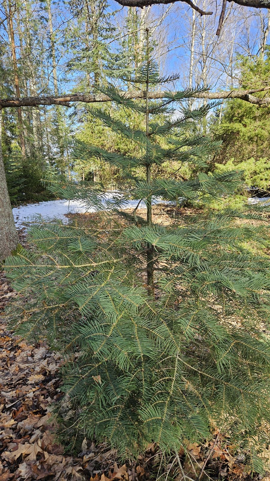 Abies concolor (white fir) (alternate view 2)