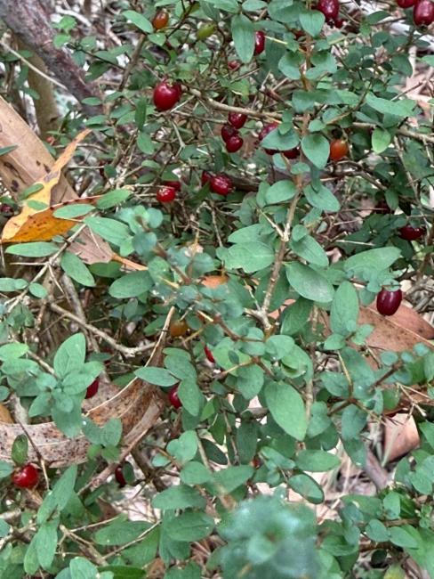 Coprosma quadrifida (Prickly Currant-Bush) (alternate view 8)