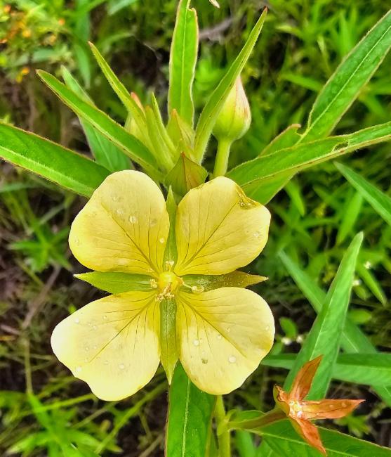 Ludwigia octovalvis (Mexican Primrose-willow) (alternate view 11)
