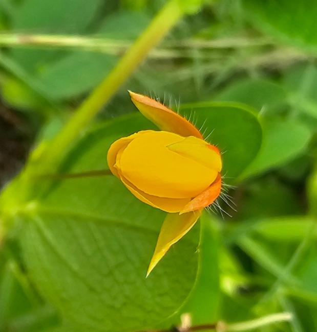 Chamaecrista (sensitive and partridge peas)