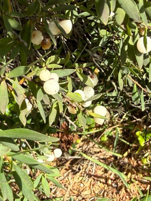 Leptecophylla parvifolia (Mountain Pinkberry) (alternate view 6)