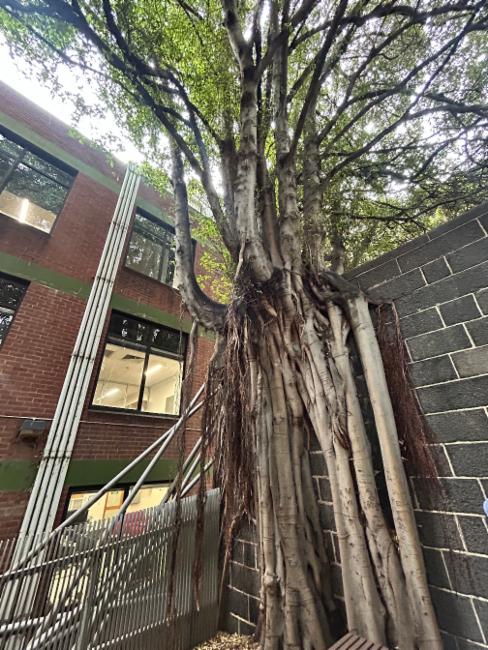 Ficus rubiginosa (Port Jackson fig) (alternate view 11)