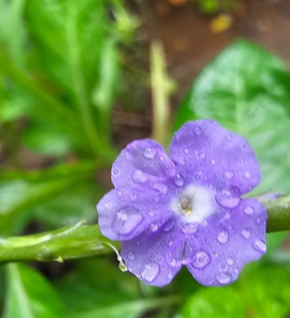 Stachytarpheta (Porterweeds)