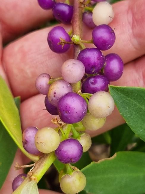 Myoporum insulare (common boobialla) (alternate view 11)