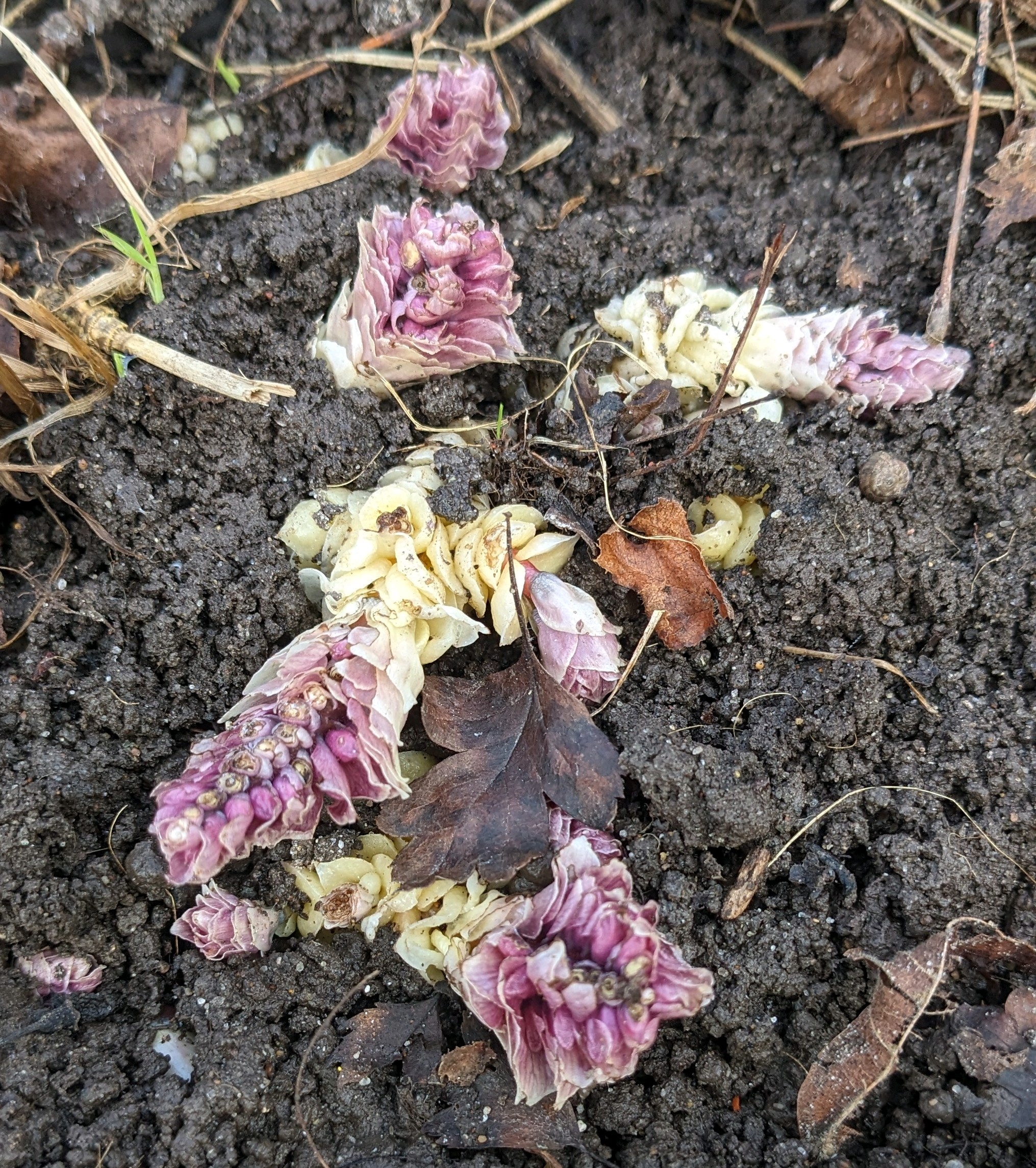 Lathraea squamaria (Common Toothwort) (alternate view 15)