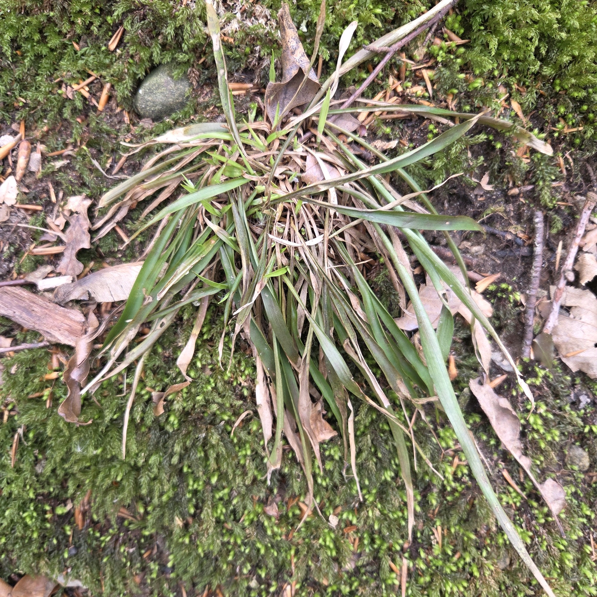 Luzula pilosa (Hairy Woodrush) (alternate view 11)