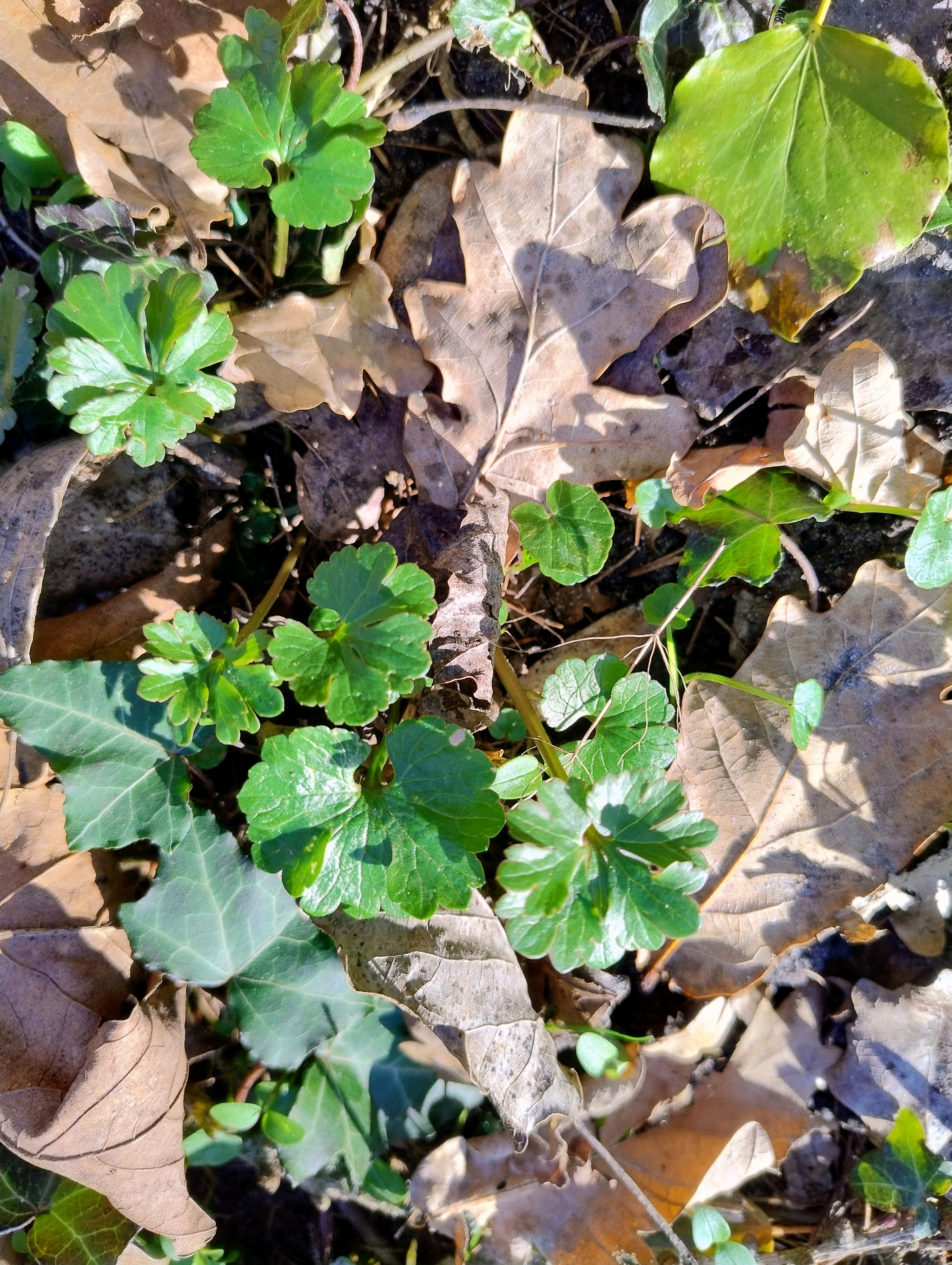 Ranunculus auricomus (Goldilocks Buttercup) (alternate view 15)