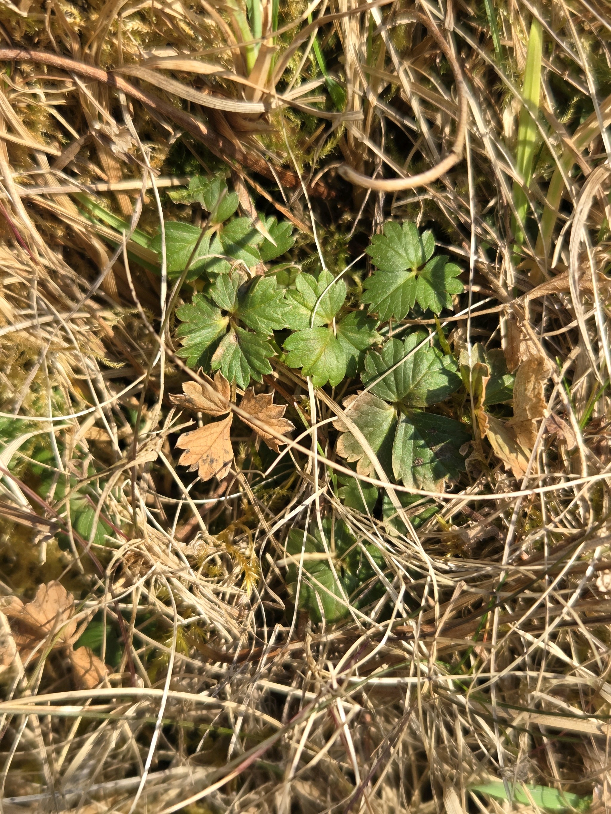Potentilla erecta (Tormentil) (alternate view 13)