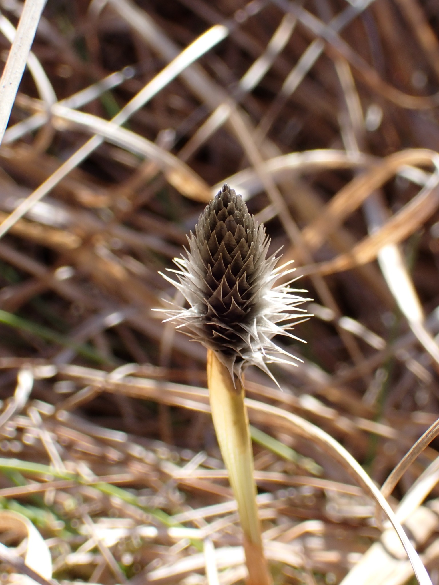 Eriophorum vaginatum (tussock cottongrass) (alternate view 12)