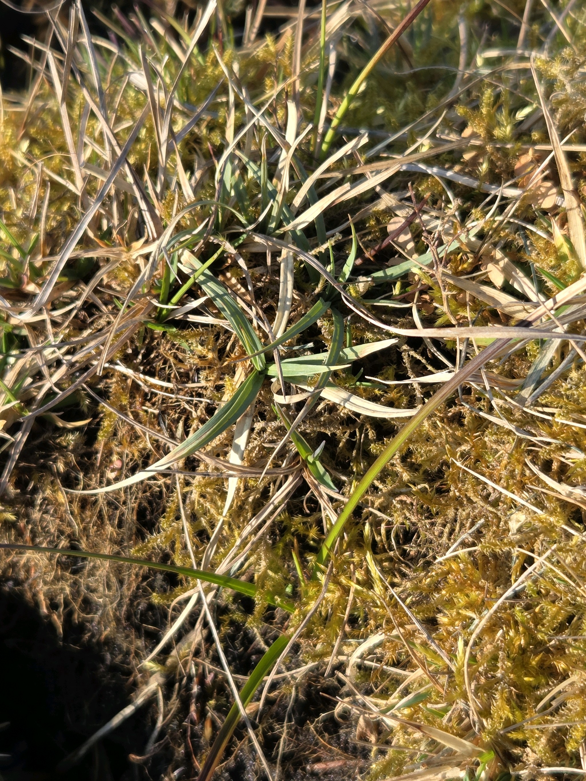Carex panicea (grass-like sedge) (alternate view 13)