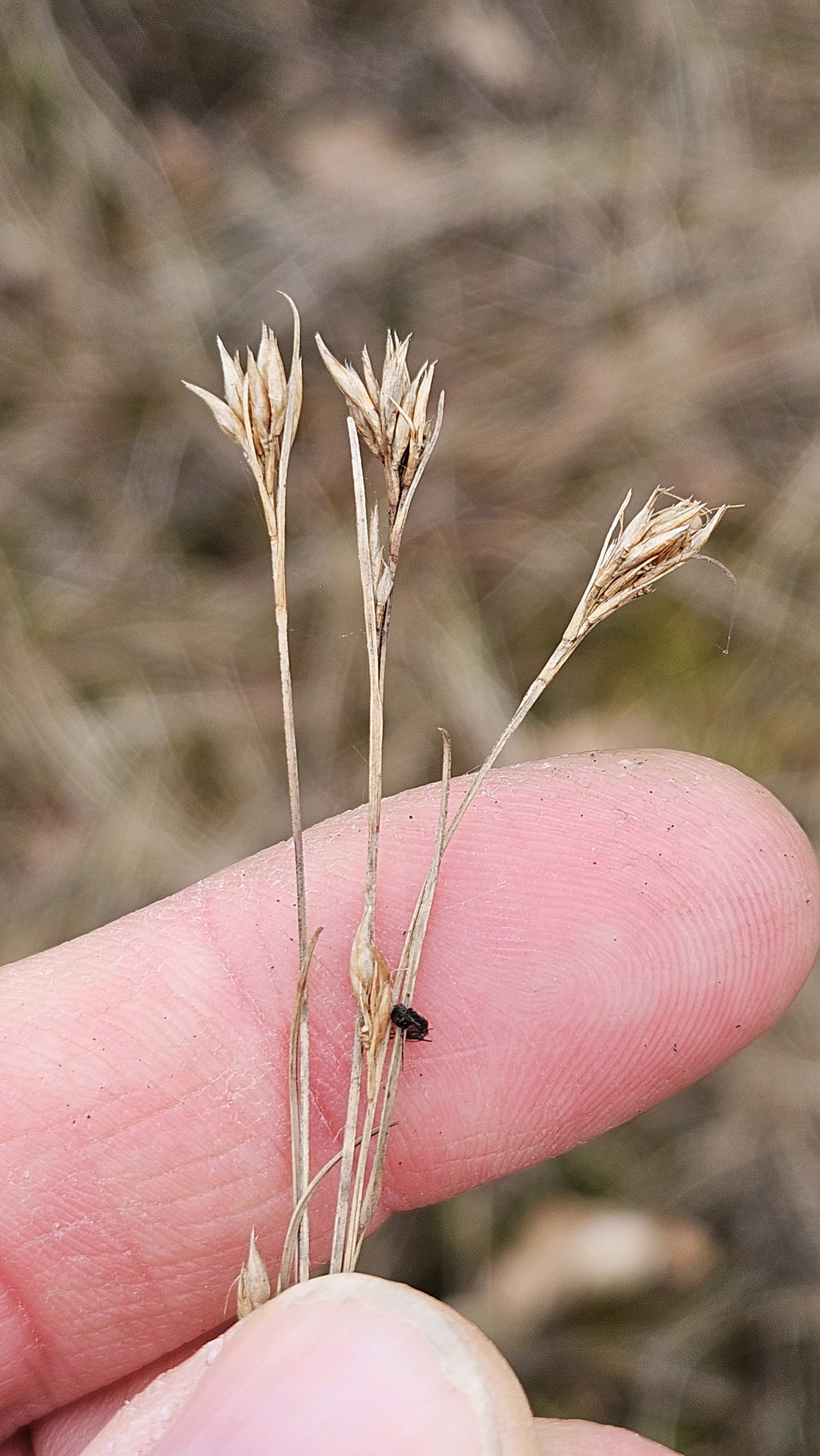 Rhynchospora (Beaksedges) (alternate view 2)