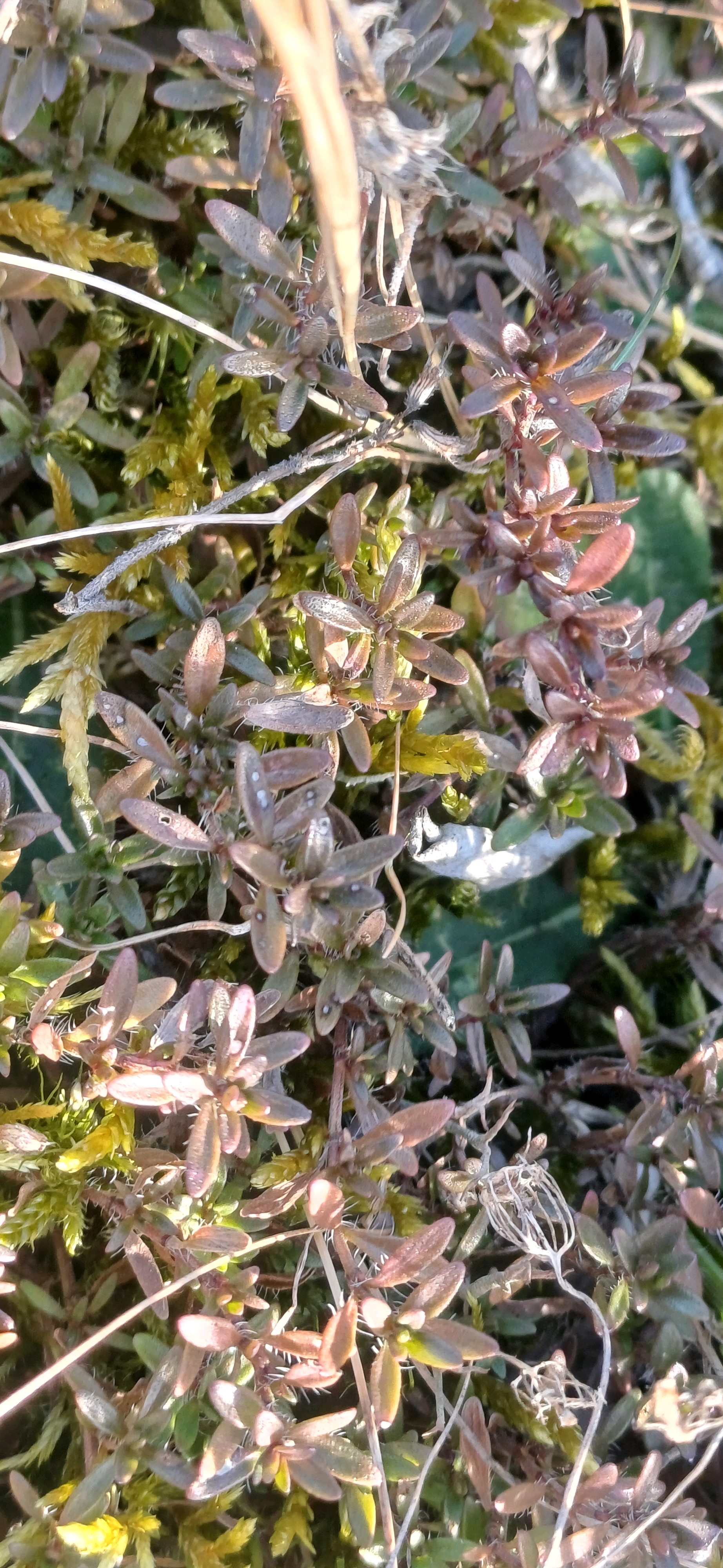 Thymus serpyllum (Wild Thyme) (alternate view 13)