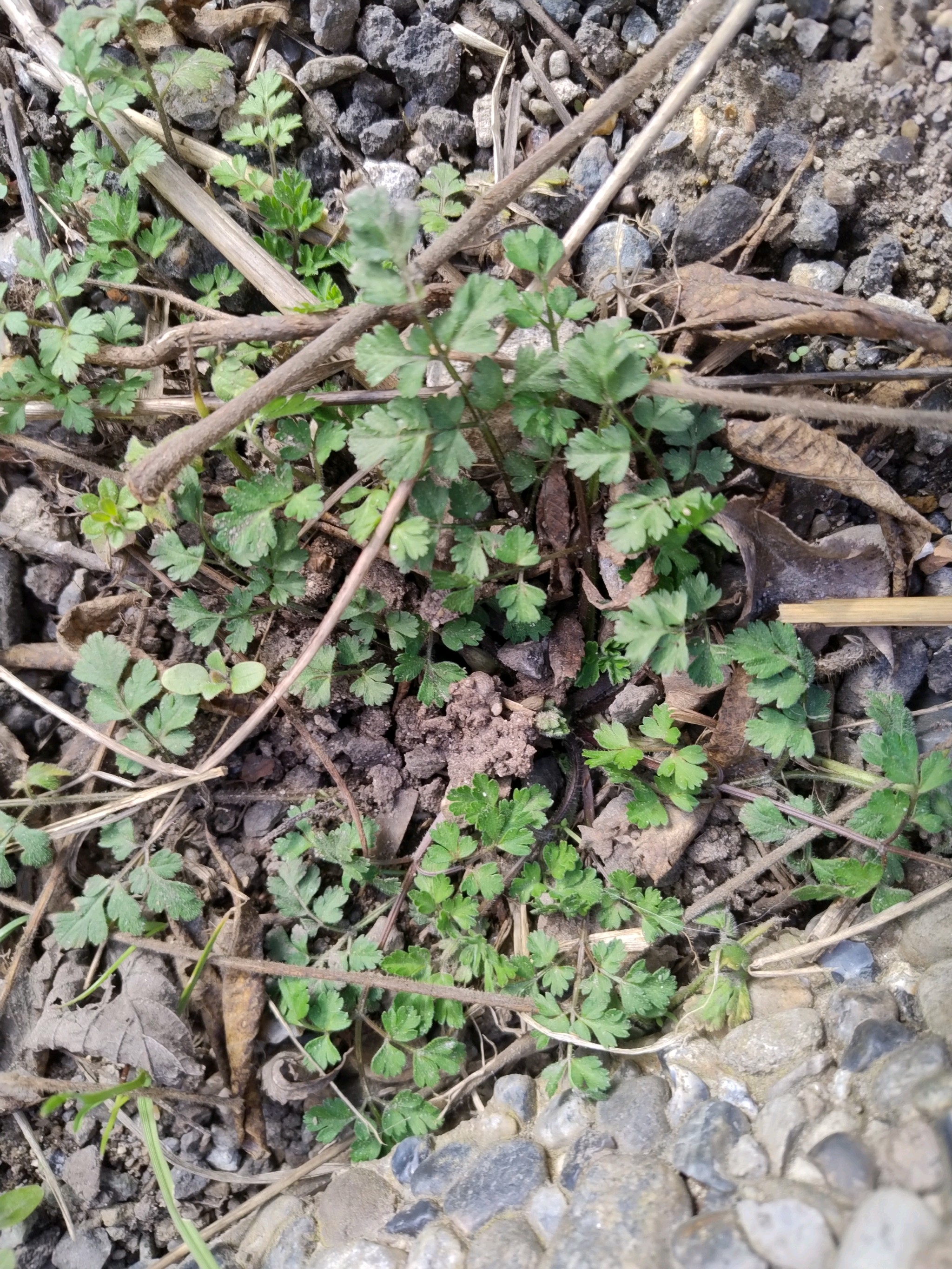Chaerophyllum (alternate view 4)