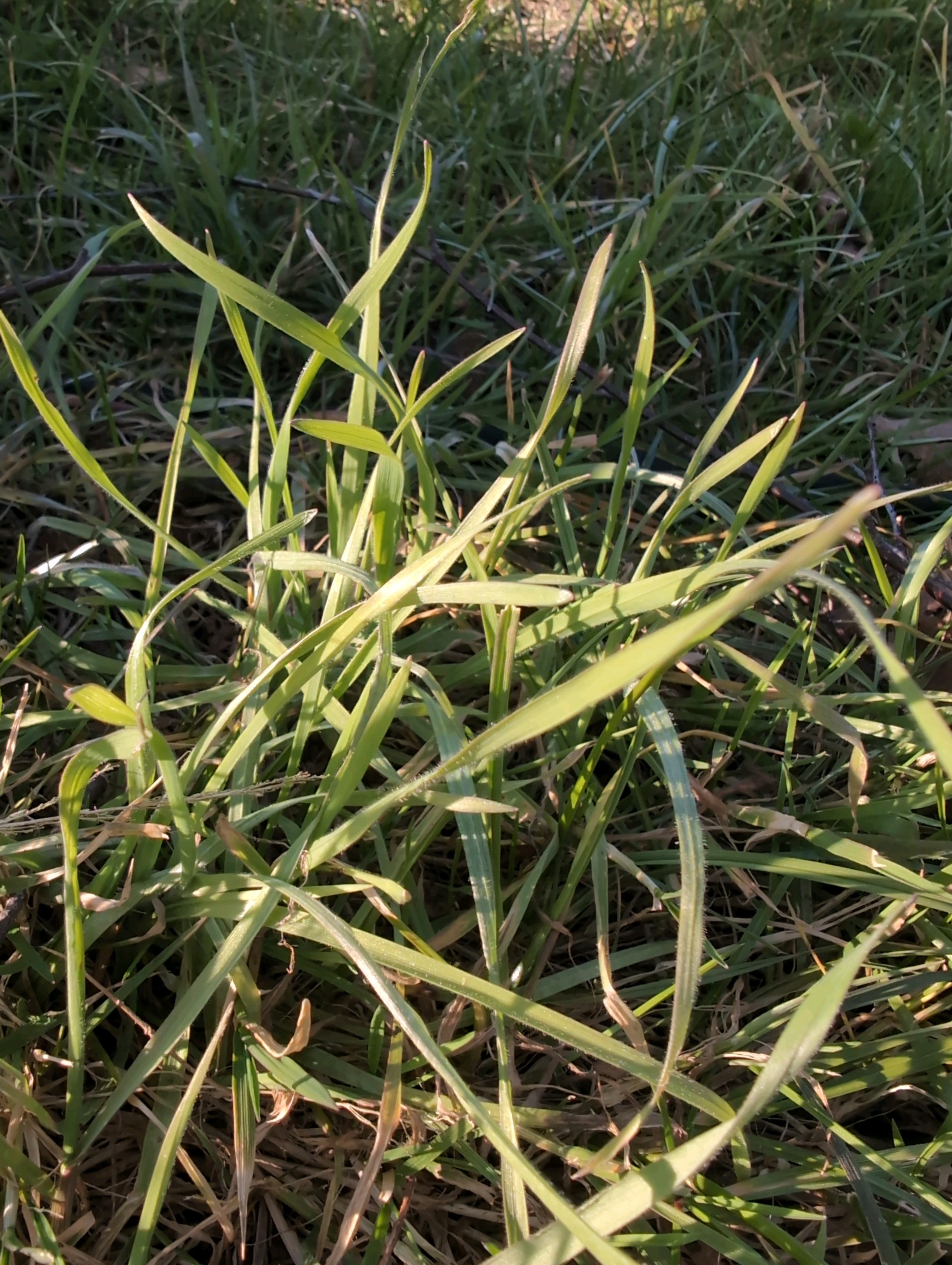 Holcus lanatus (common velvet-grass) (alternate view 13)