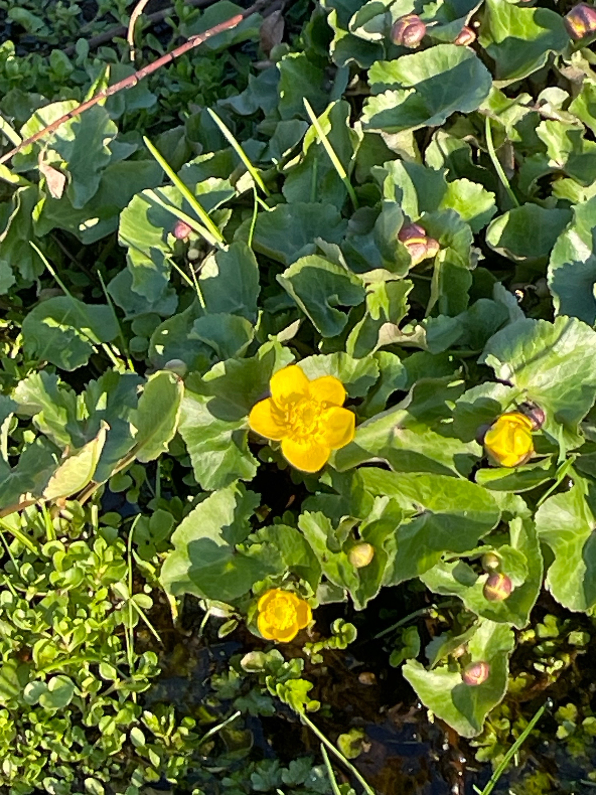 Caltha palustris (marsh marigold) (alternate view 13)