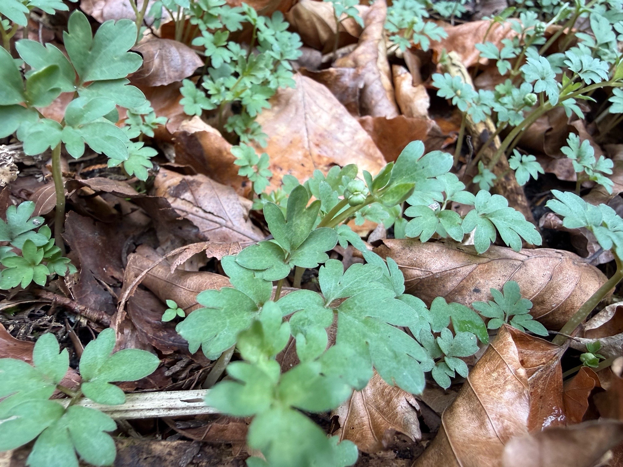 Adoxa moschatellina (Moschatel) (alternate view 12)