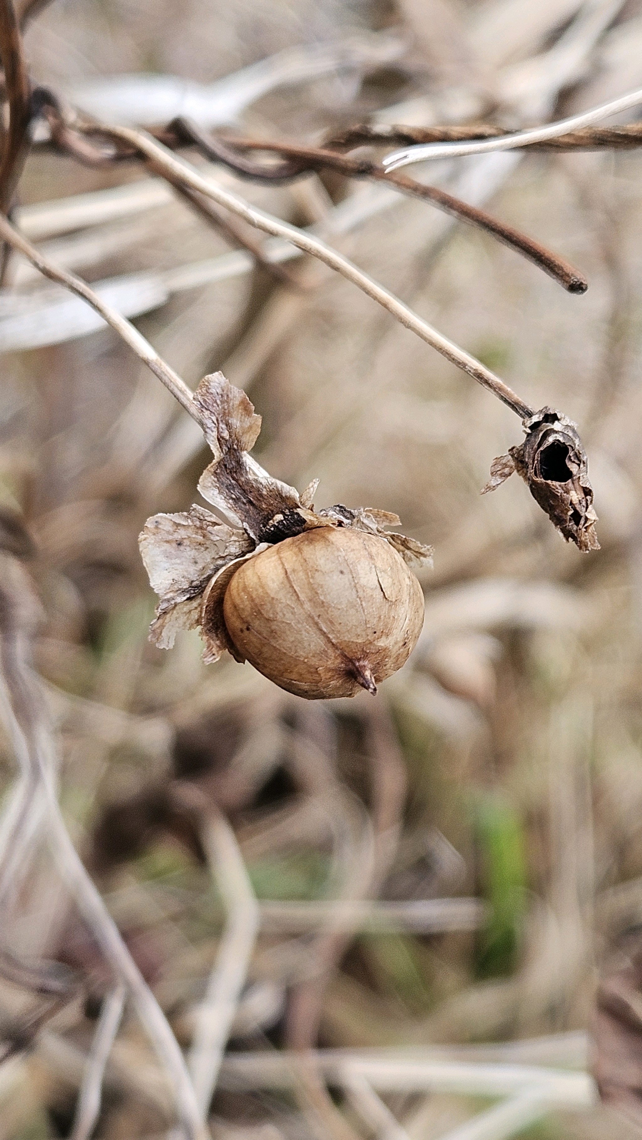 Calystegia sepium (hedge bindweed) (alternate view 11)