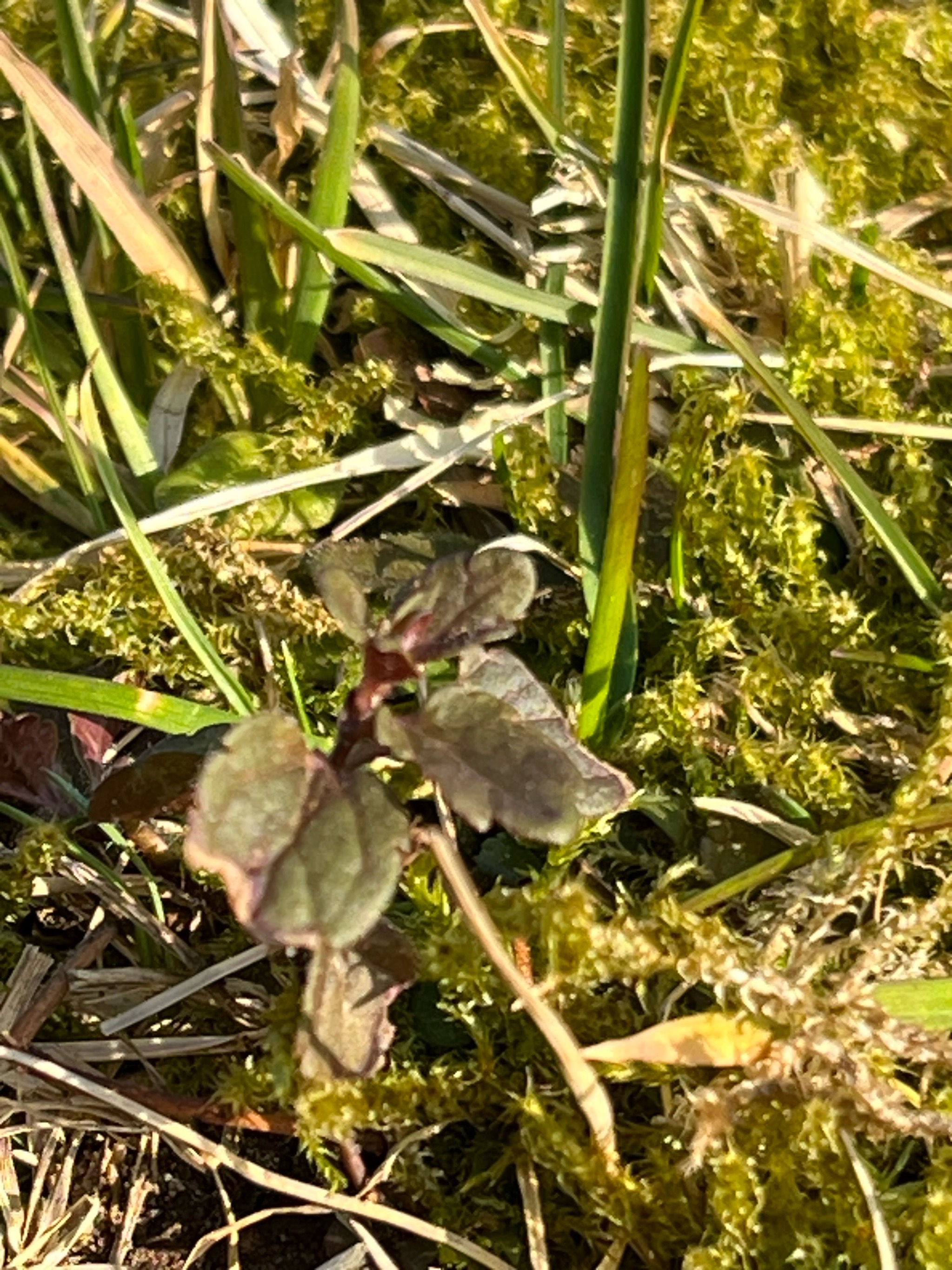 Veronica chamaedrys (Germander Speedwell) (alternate view 12)