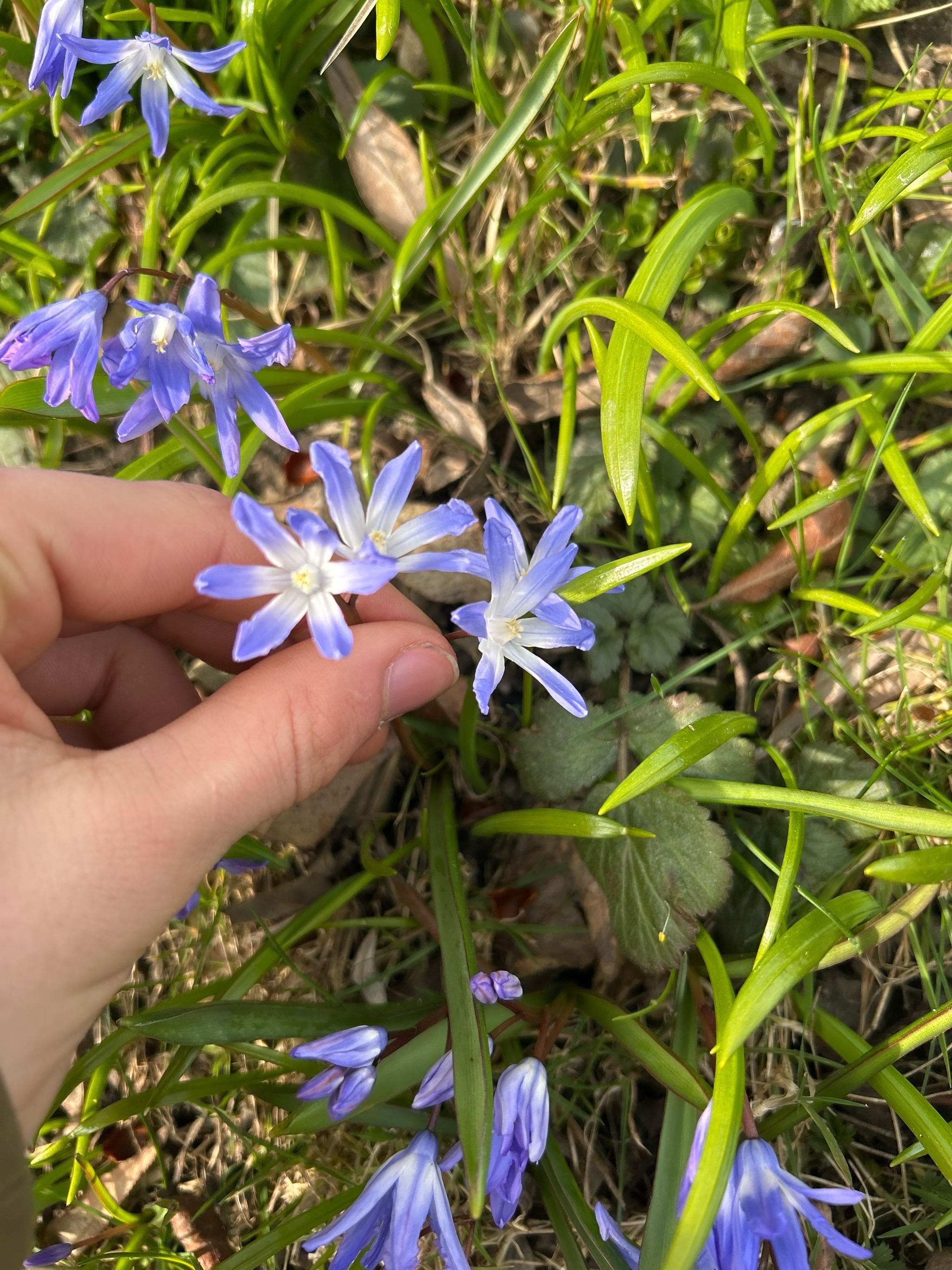 Scilla forbesii (Forbes' Glory-of-the-snow) (alternate view 14)