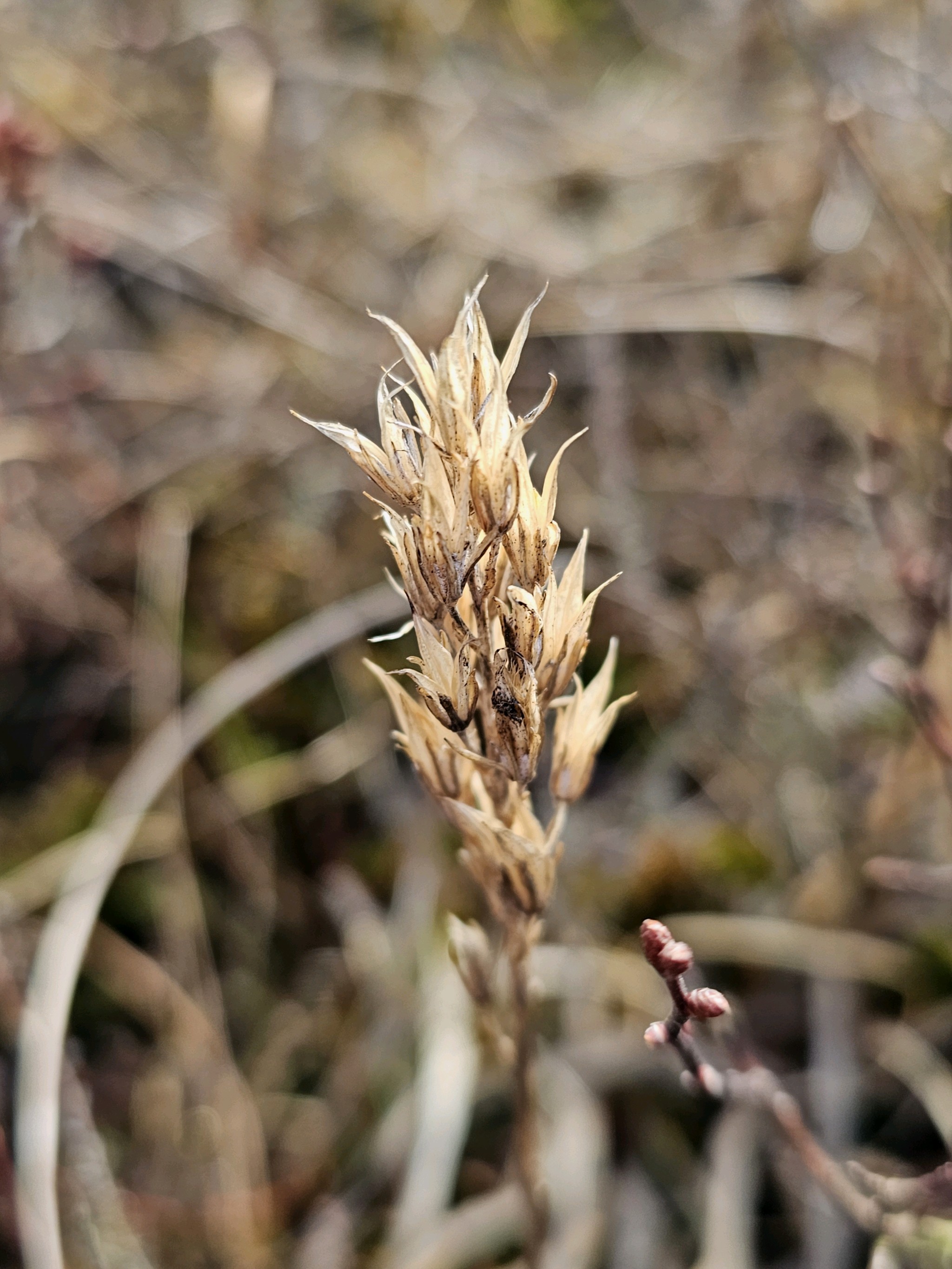 Narthecium ossifragum (bog asphodel) (alternate view 11)